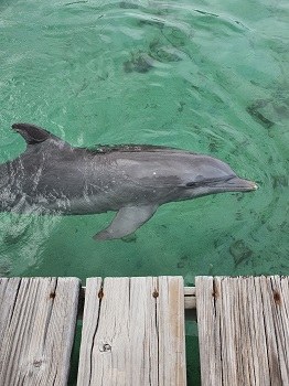 Dolphin........